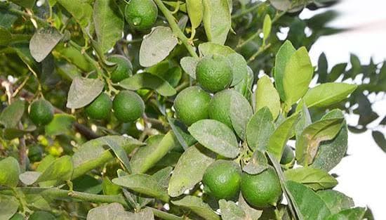 الطائف: رحلة مرتفعات الشفا